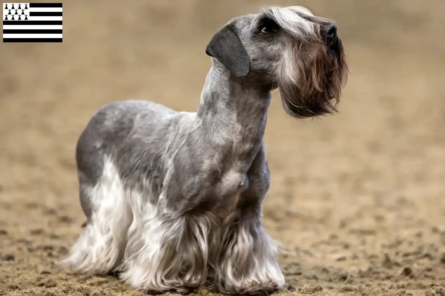 Read more about the article Czech Terrier breeder and puppies in Brittany