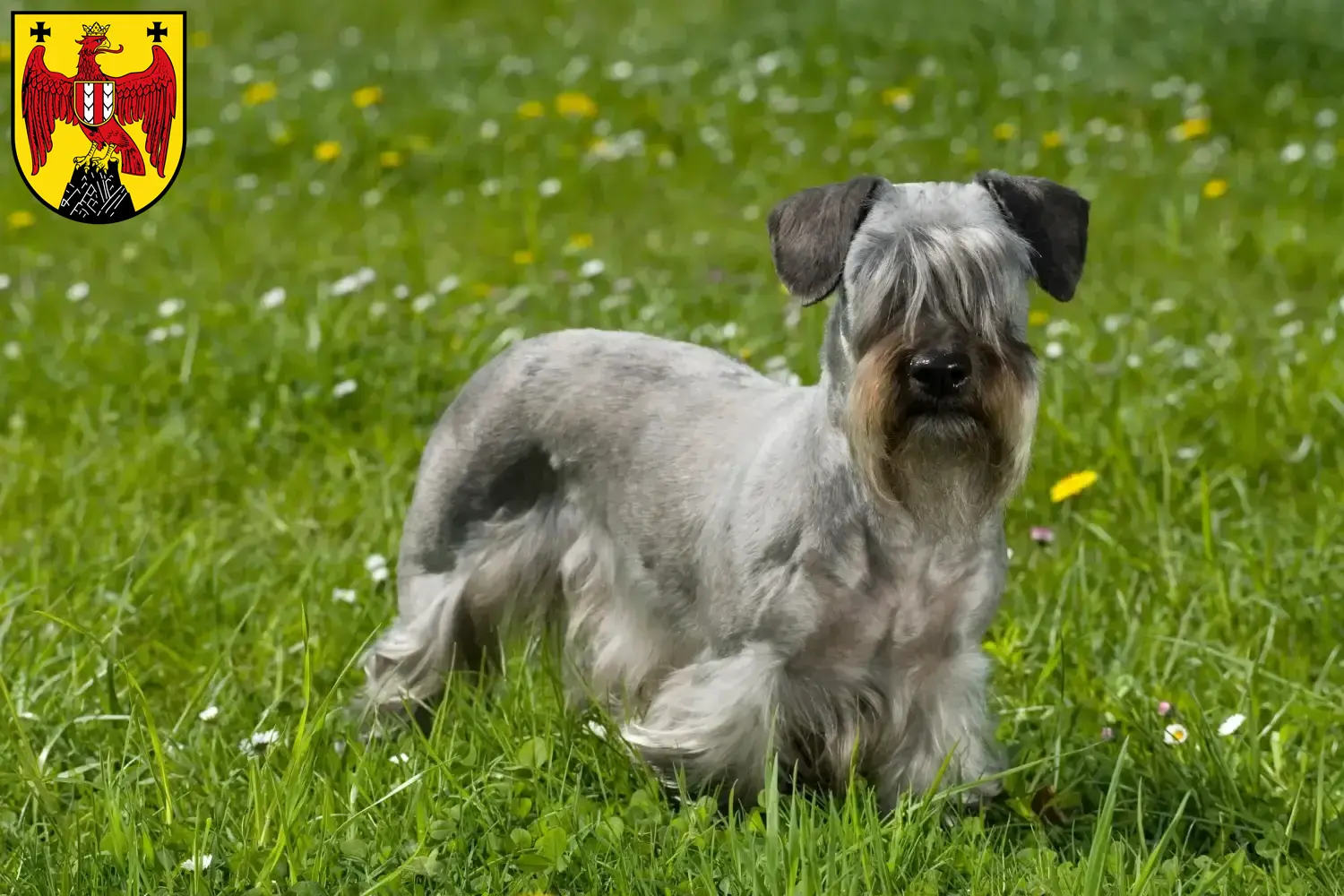 Read more about the article Czech Terrier breeder and puppies in Burgenland