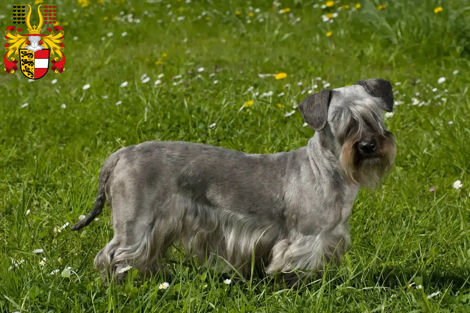 Read more about the article Czech Terrier breeder and puppies in Carinthia