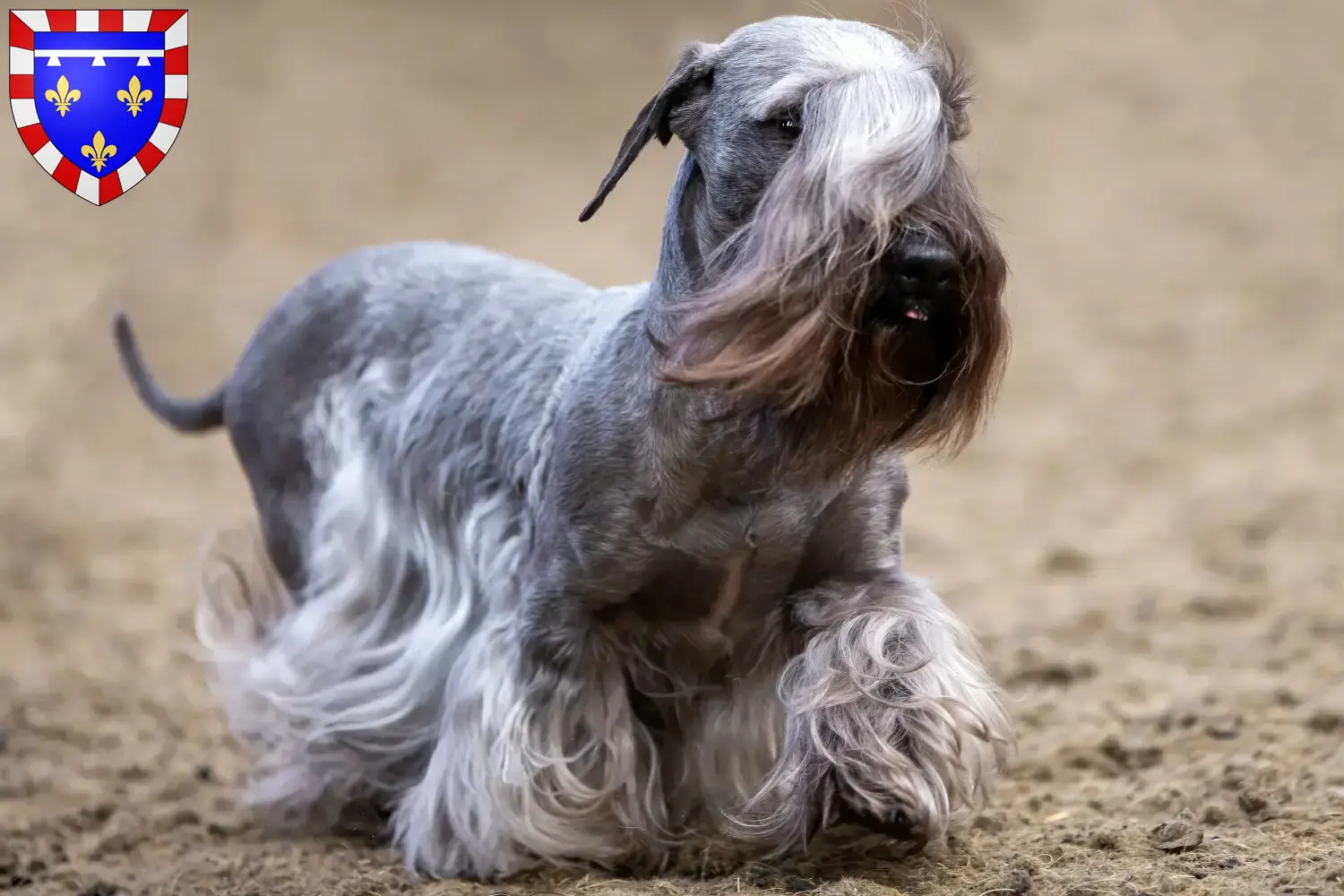 Read more about the article Czech Terrier breeder and puppies in Centre-Val de Loire