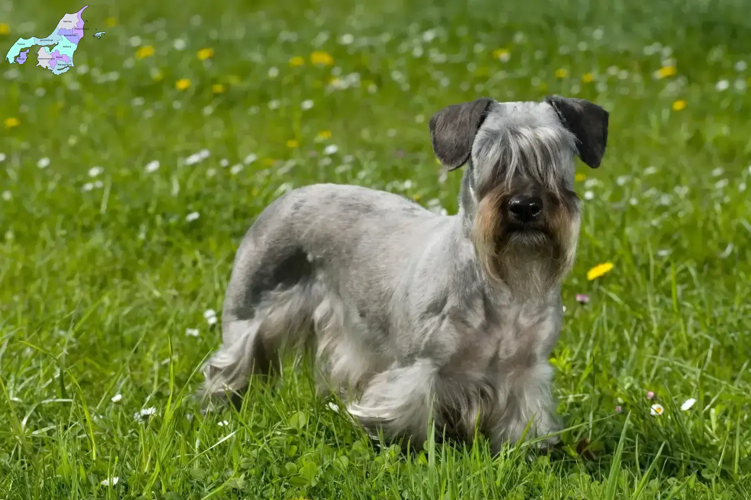 Read more about the article Czech Terrier breeder and puppies in Nordjylland