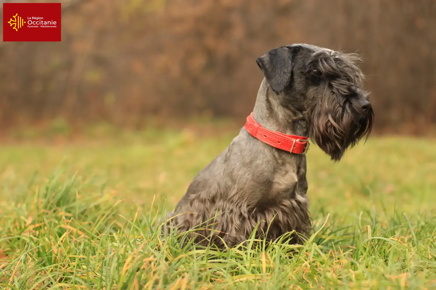 Read more about the article Czech Terrier breeder and puppies in Occitania