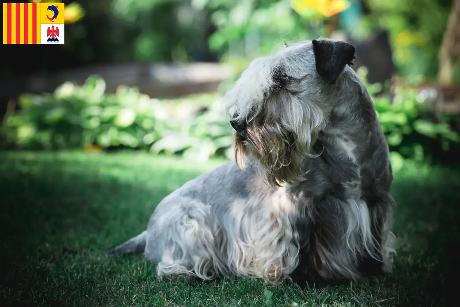 Read more about the article Czech Terrier breeder and puppies in Provence-Alpes-Côte d’Azur