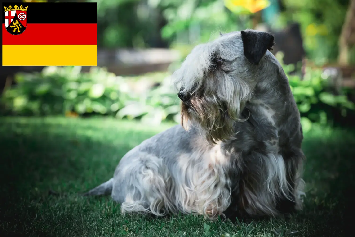 Read more about the article Czech Terrier breeders and puppies in Rhineland-Palatinate