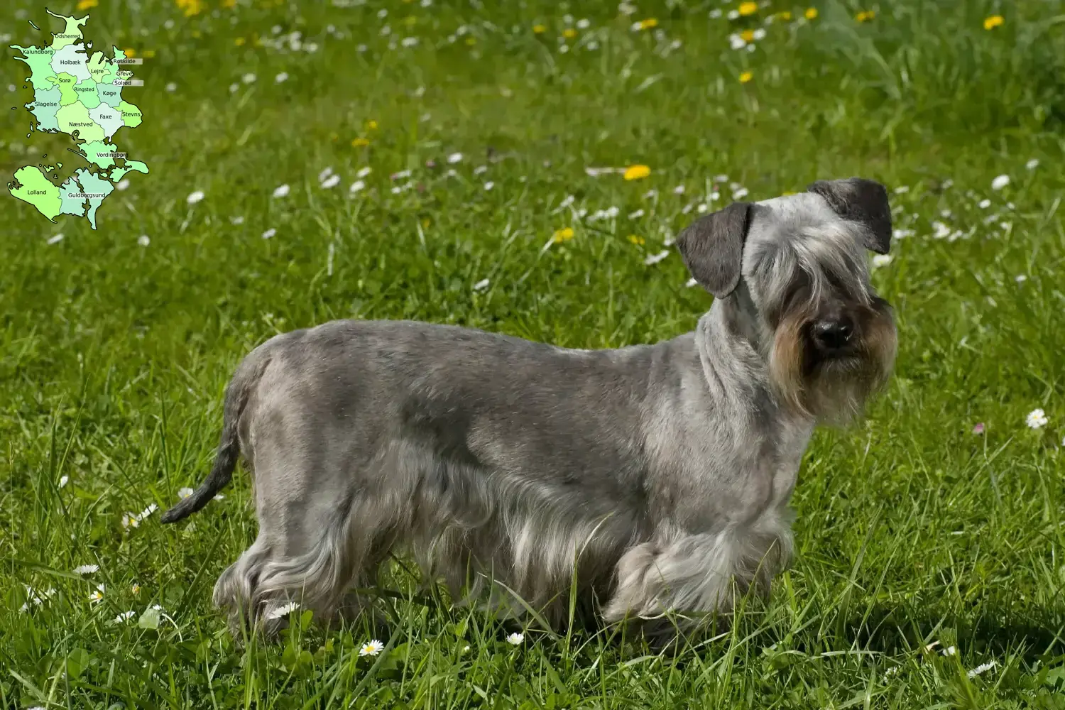 Read more about the article Czech Terrier breeder and puppies in Sjælland