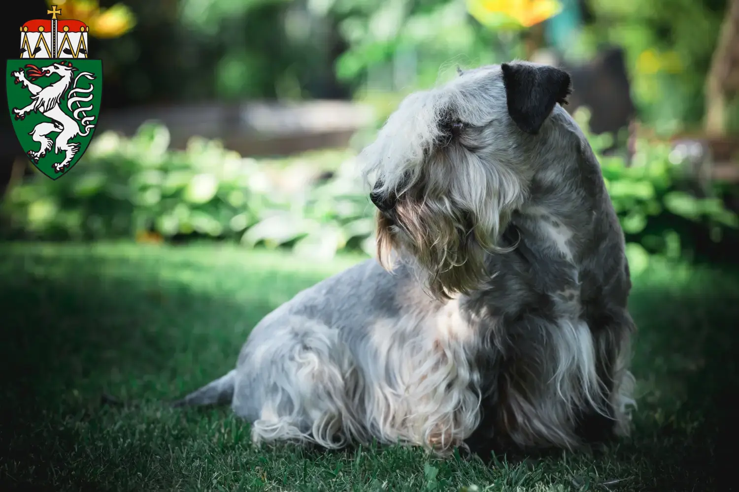 Read more about the article Czech Terrier breeder and puppies in Styria