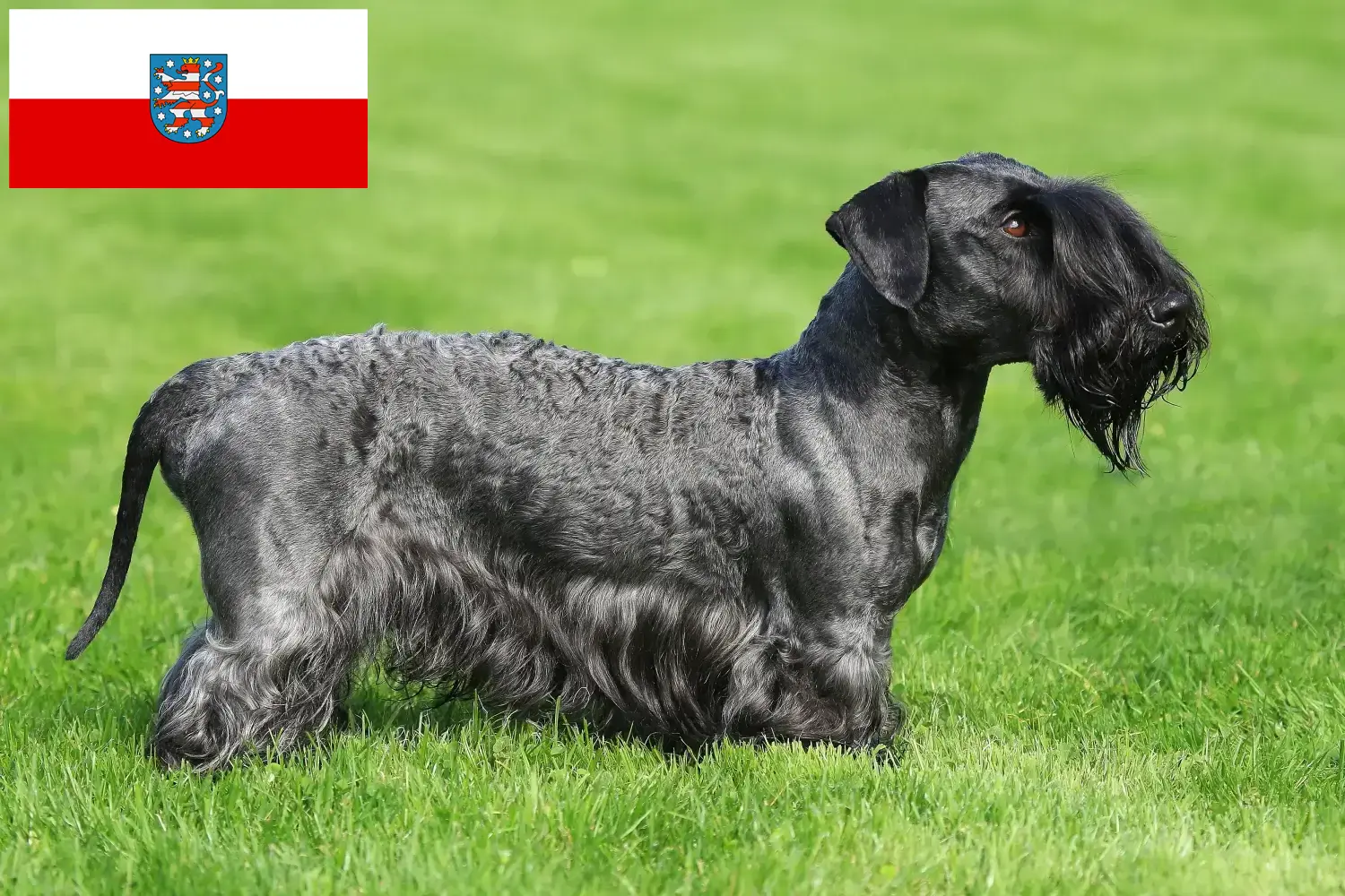 Read more about the article Czech Terrier breeder and puppies in Thuringia