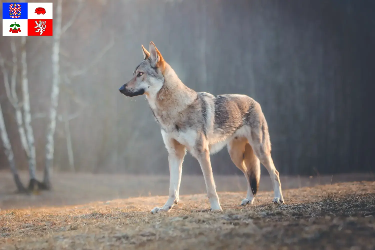 Read more about the article Czechoslovakian Wolfhound breeder and puppies in Vysočina