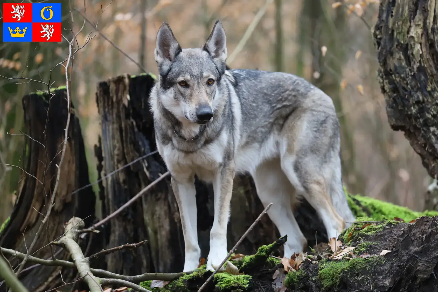 Read more about the article Czechoslovak Wolfhound breeder and puppies in Hradec Králové