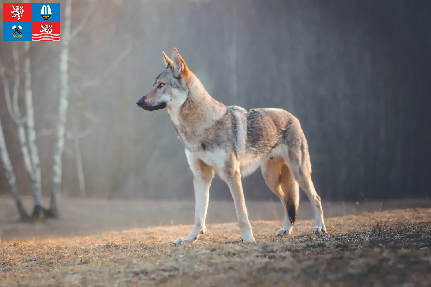 Read more about the article Czechoslovakian Wolfhound breeder and puppies in Karlovy Vary