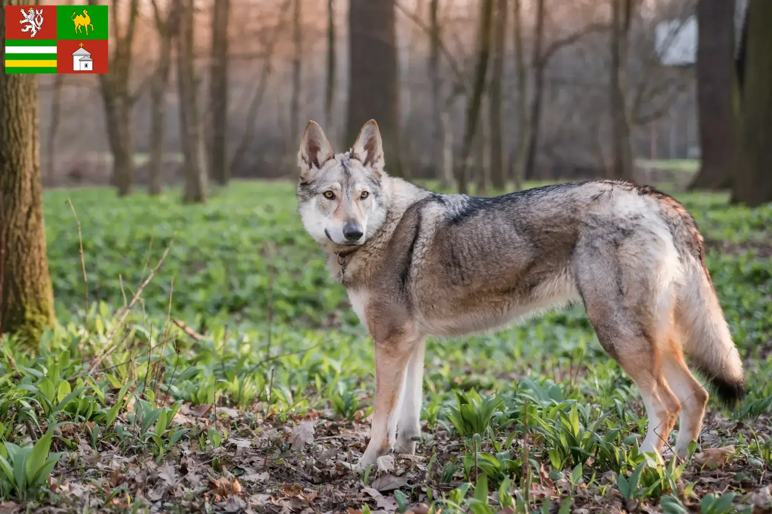 Read more about the article Czechoslovakian Wolfhound breeder and puppies in Pilsen