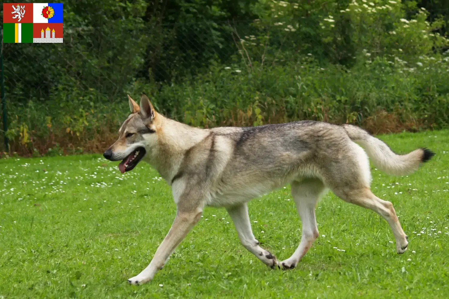 Read more about the article Czechoslovak Wolfhound breeders and puppies in South Bohemia