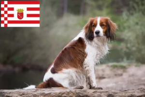 Read more about the article Dutch Kooikerhondje breeders and puppies in Bremen