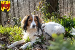 Read more about the article Dutch Kooikerhondje breeders and puppies in Burgenland