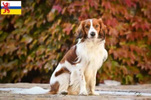 Read more about the article Dutch Kooikerhondje breeders and puppies in Limburg