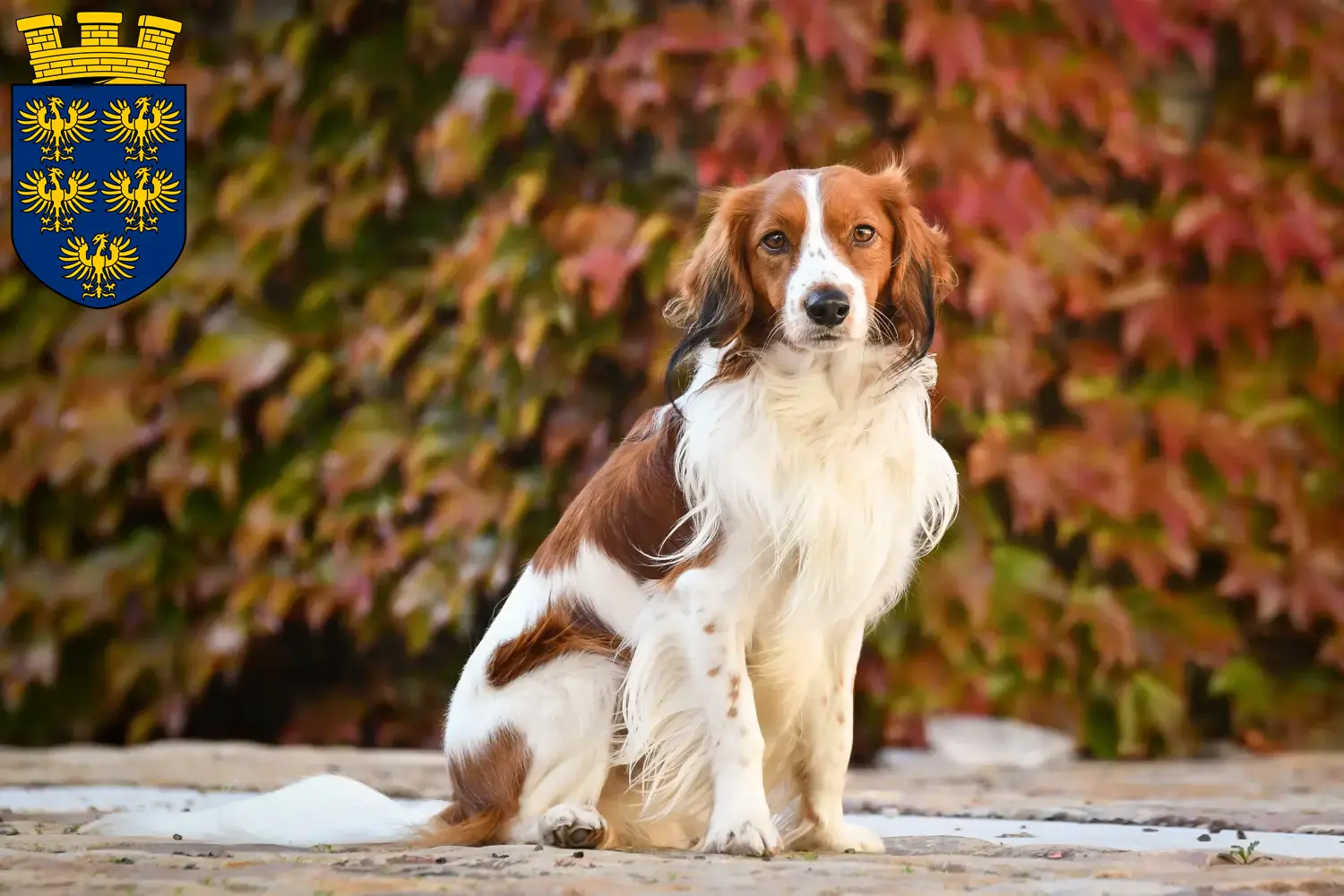 Read more about the article Dutch Kooikerhondje breeders and puppies in Lower Austria