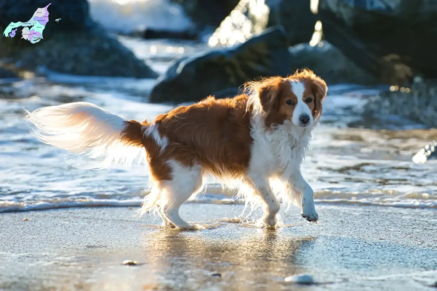 Read more about the article Dutch Kooikerhondje breeders and puppies in North Jutland