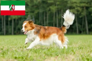 Read more about the article Dutch Kooikerhondje breeders and puppies in North Rhine-Westphalia