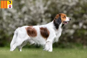 Read more about the article Dutch Kooikerhondje breeders and puppies in Provence-Alpes-Côte d’Azur