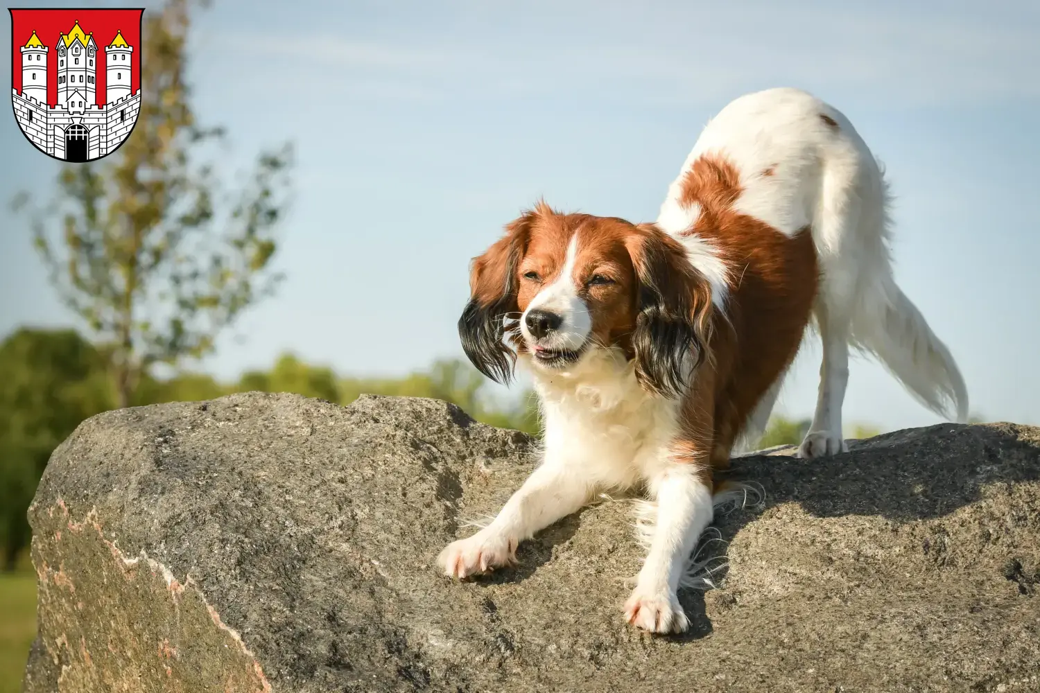 Read more about the article Dutch Kooikerhondje breeders and puppies in Salzburg