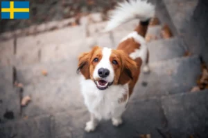 Read more about the article Dutch Kooikerhondje breeders and puppies in Sweden