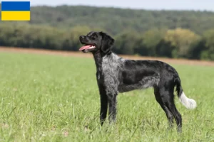 Read more about the article Epagneul Breton breeders and puppies in Ukraine