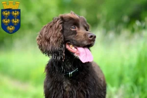 Read more about the article Field Spaniel breeders and puppies in Lower Austria