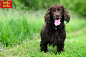 Read more about the article Field Spaniel breeders and puppies in Normandy