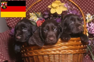 Read more about the article Field Spaniel breeders and puppies in Rhineland-Palatinate