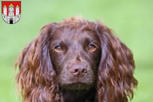 Read more about the article Field Spaniel breeders and puppies in Salzburg