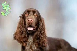 Read more about the article Field Spaniel breeders and puppies in Sjælland