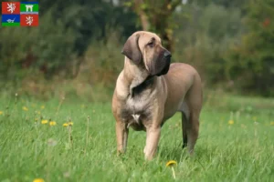 Read more about the article Fila Brasileiro breeders and puppies in Ústí