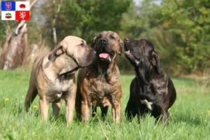 Read more about the article Fila Brasileiro breeders and puppies in Vysočina