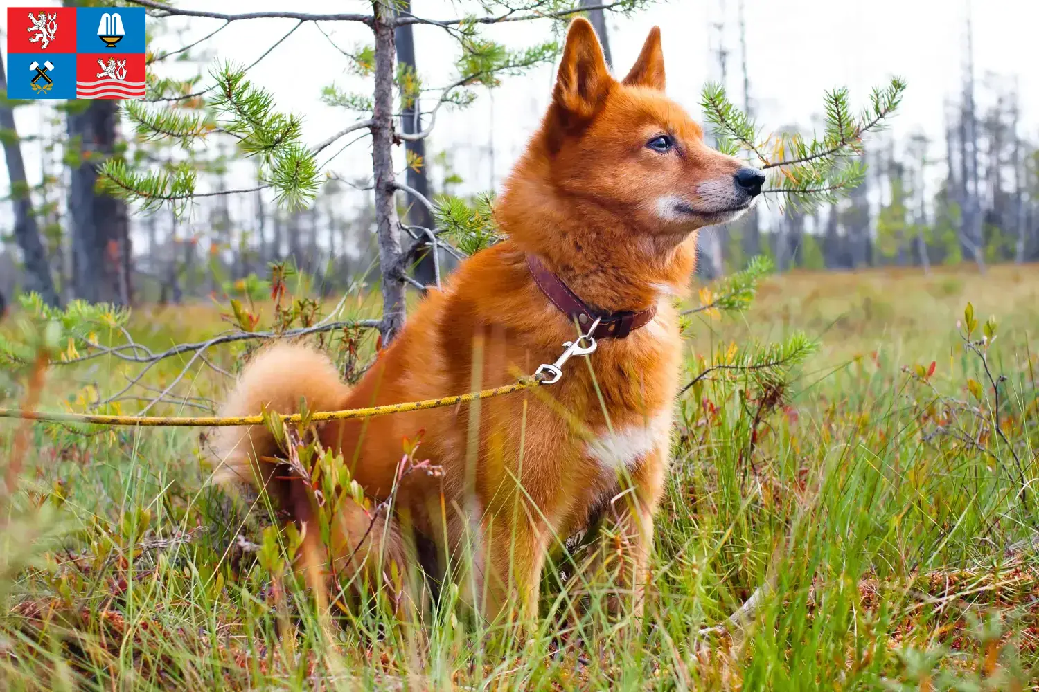 Read more about the article Finnenspitz breeders and puppies in Karlsbad