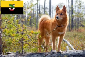 Read more about the article Finnenspitz breeders and puppies in Saxony-Anhalt