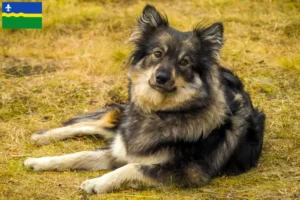 Read more about the article Finnish Lapphund breeders and puppies in Flevoland