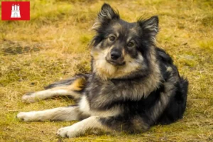 Read more about the article Finnish Lapphund breeder and puppies in Hamburg