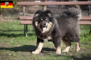 Read more about the article Finnish Lapphund breeders and puppies in Saarland