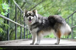 Read more about the article Finnish Lapphund breeder and puppies in Sjælland