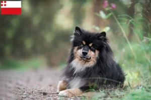 Read more about the article Finnish Lapphund breeder and puppies in Utrecht