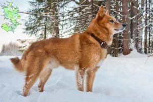 Read more about the article Finnspitz breeders and puppies in Sjælland