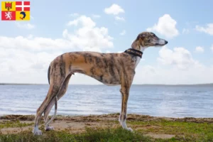 Read more about the article Galgo Espanol breeders and puppies in Auvergne-Rhône-Alpes