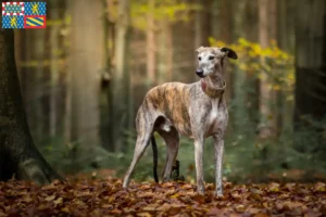 Read more about the article Galgo Espanol breeders and puppies in Bourgogne-Franche-Comté