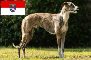 Read more about the article Galgo Espanol breeders and puppies in Hessen