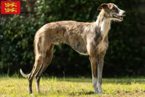 Read more about the article Galgo Espanol breeders and puppies in Normandy