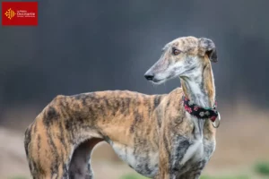 Read more about the article Galgo Espanol breeders and puppies in Occitania