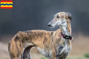 Read more about the article Galgo Espanol breeders and puppies in Overijssel