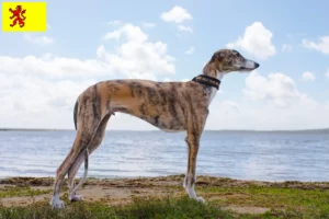 Read more about the article Galgo Espanol breeders and puppies in South Holland