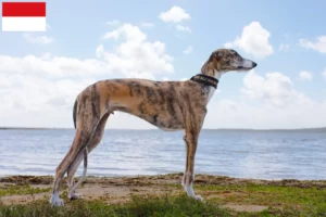 Read more about the article Galgo Espanol breeders and puppies in Vienna