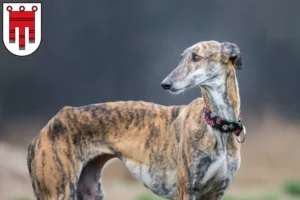 Read more about the article Galgo Espanol breeders and puppies in Vorarlberg